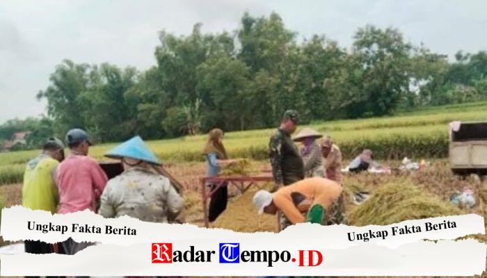 Serka Ahmad Rifa’i Babinsa Torjun Selalu Sigap Bantu Warga Panen Padi di Desa Pangongsean Sampang