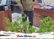 Tanam Ganja di Rumah, Dua Warga Plosoklaten Diamankan Polres Kediri