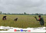 Babinsa Koramil 1002-03/Haruyan Dampingi Warga Panen Padi