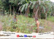 Babinsa Koramil 1002-08/Labuan Amas Utara Bantu Warga Panen Mentimun, Dukung Ketahanan Pangan