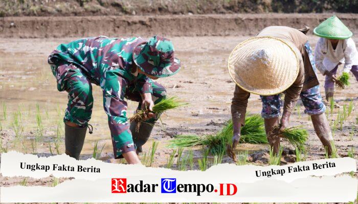 TMMD Ke 127 Kodim 0808/Blitar Genjot Sektor Pertanian, TNI Bahu Membahu Bantu Petani Desa Krisik