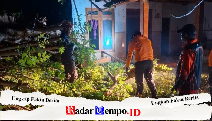 Hujan Deras dan Angin Kencang Terjang Camplong, Sampang: Puluhan Pohon Tumbang dan Rumah Rusak