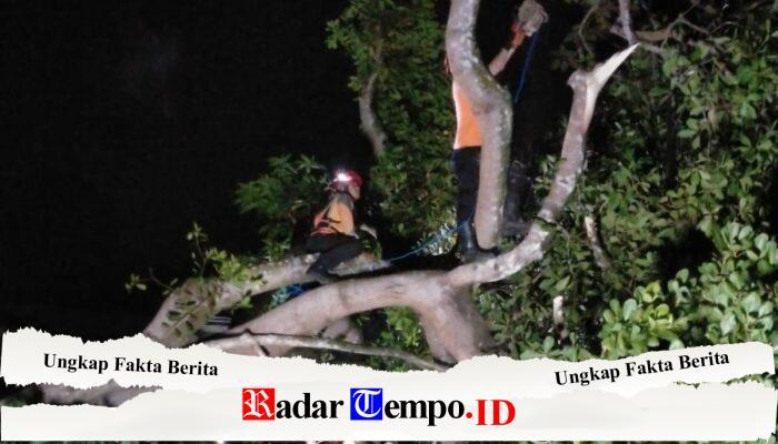 BPBD Sampang Evakuasi Tiga Pohon Tumbang di Torjun Usai Diterjang Angin Kencang