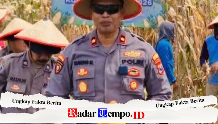 Panen Raya Jagung 1 Hektar di Seduri, Kapolsek Balongbendo Pimpin Dukungan Program Ketahanan Pangan Nasional