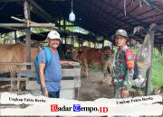 Anggota Koramil 04/Jawai Komsos Bersama Peternak Sapi, Pererat Silaturahmi Dengan Warga