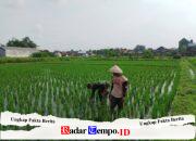 Babinsa Sananwetan Dampingi Petani Penyiangan Gulma Di Lahan Pertanian