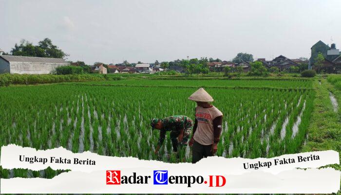 Babinsa Sananwetan Dampingi Petani Penyiangan Gulma Di Lahan Pertanian