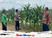 Polresta Sidoarjo Optimalkan Swasembada Pangan, Dampingi Petani Jagung di Krembung