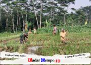 Dukung Swasembada Pangan, Babinsa Pohgajih Aktif Dampingi Petani Siapkan Lahan Sawah