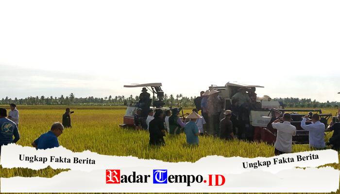 Pasi Log Kodim 1208/Sambas Ikuti Panen Padi Dalam Rangka Hanpangan dan Kerja Sama Pemerintah Sarawak dan Kabupaten Sambas