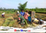 Kebersamaan TNI Dan Petani, Panen Padi Di Desa Gledug Berjalan Lancar