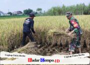 Wujud Nyata Babinsa Kaliboto Bersama Petani Laksanakan Panen Padi, Dukung Ketahanan Pangan Desa