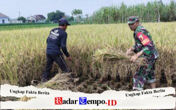 Wujud Nyata Babinsa Kaliboto Bersama Petani Laksanakan Panen Padi, Dukung Ketahanan Pangan Desa