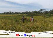 Wujudkan Ketahanan Pangan Nasional, Babinsa Ngadirenggo Dampingi Petani Panen Padi