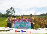 Dukung Asta Cita, Kapolsek Pandih Batu Panen Jagung Bersama Warga di Desa Kantan Dalam