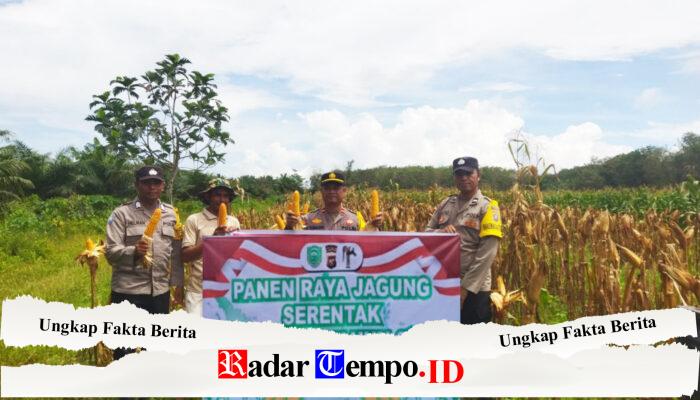 Dukung Asta Cita, Kapolsek Pandih Batu Panen Jagung Bersama Warga di Desa Kantan Dalam