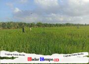 Babinsa Parit Baru Komsos Bersama Petani, Dukung Ketahanan Pangan Wilayah