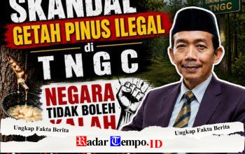 Skandal Getah Pinus Ilegal di TNGC: Negara Tidak Boleh Kalah