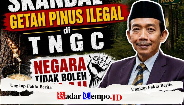 Skandal Getah Pinus Ilegal di TNGC: Negara Tidak Boleh Kalah