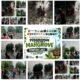FORUM SURABAYA BERDAYA BERSAMA RELAWAN TANAM 3.000 BIBIT MANGROVE DI PESISIR SONTOH LAUT