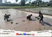 Wujud Ketahanan Pangan, Babinsa Rembang Dampingi Petani Tanam Padi Di Sananwetan