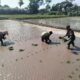 Wujud Ketahanan Pangan, Babinsa Rembang Dampingi Petani Tanam Padi Di Sananwetan