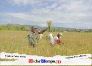 Penuh Keakraban, Babinsa Koramil Muara Uya-Jaro Panen Padi Bersama Petani Desa Nalui
