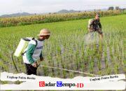 Babinsa Satrean Dampingi Perawatan Tanaman Padi, Wujudkan Ketahanan Pangan Masyarakat