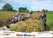 Babinsa Batang Alai Utara Ringankan Beban Petani Saat Panen Padi
