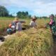 Babinsa Batang Alai Utara Ringankan Beban Petani Saat Panen Padi