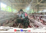 Babinsa Koramil 1002-06/Barabai Dorong Produktivitas Peternakan Ayam Petelur Warga