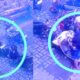 Curanmor Masih Mengancam di Surabaya Utara, Motor Pengunjung Warkop Raib Terekam CCTV