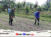 Babinsa Kandangan Dampingi Petani Lakukan Penyemprotan POC Untuk Tingkatkan Pertumbuhan Jagung
