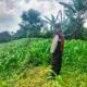 Bhabinkamtibmas Polsek Sukorejo Dampingi Petani Optimalkan Lahan Produktif