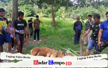 Kodim 1208/Sambas Gelar Pemotongan Hewan Kurban, Perkuat Keimanan Dan Kepedulian Sosial Di Hari Raya Idul Adha