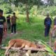 Kodim 1208/Sambas Gelar Pemotongan Hewan Kurban, Perkuat Keimanan Dan Kepedulian Sosial Di Hari Raya Idul Adha