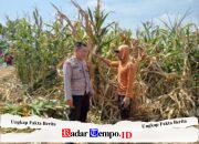 Polsek Winongan Pantau Lahan Jagung di Desa Menyarik Dukung Program Ketahanan Pangan Nasional