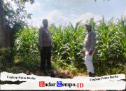 Polisi Turun ke Sawah, Pantau Tanaman Hortikultura demi Ketahanan Pangan Nasional