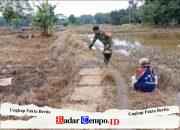Babinsa Koramil Barabai Bantu Petani Semai Bibit Padi di Desa Babai