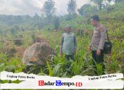 Tak Hanya Jaga Kamtibmas, Bhabinkamtibmas di Tutur Ikut Rawat Ladang Jagung Warga