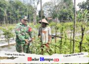 Pendampingan Babinsa Jadi Motivasi Petani Hortikultura Desa Karangan Putih