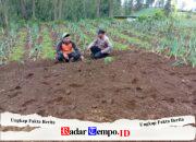 Polisi Turun ke Kebun Bawang Prei, Dorong Warga Aktif Bertanam untuk Ketahanan Pangan
