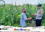Pantau Lahan Jagung Petani, Polres Pasuruan Kawal Sukses Swasembada Pangan