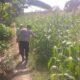 Polsek Balongpanggang Cek Tanaman Jagung di Babatan, Dukung Program Ketahanan Pangan Nasional