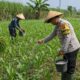 Pak Bhabin Penggerak Ketahanan Pangan, Dampingi Petani Jagung di Kota Malang