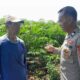 Polsek Ujungpangkah Polres Gresik Cek Tanaman Jagung di Desa Bolo, Dukung Program Ketahanan Pangan Nasional