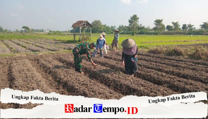 Wujudkan Ketahanan Pangan, Babinsa Pikatan Turun Ke Sawah Dampingi Petani Tanam Jagung