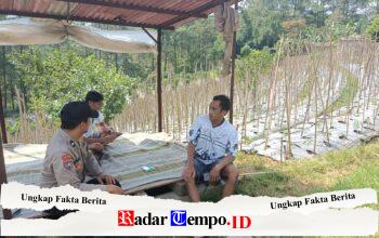 Bhabinkamtibmas Desa Gendro Tinjau Tanaman Cabai dalam Program Pekarangan Pangan Bergizi