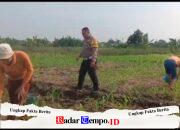 Polisi Bangil Aktif Bersama Kelompok Tani Gempeng Monitoring Lahan Jagung