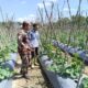 Babinsa dan Petani Bersinergi, Wujudkan Lahan Produktif dan Tingkatkan Kesejahteraan Warga